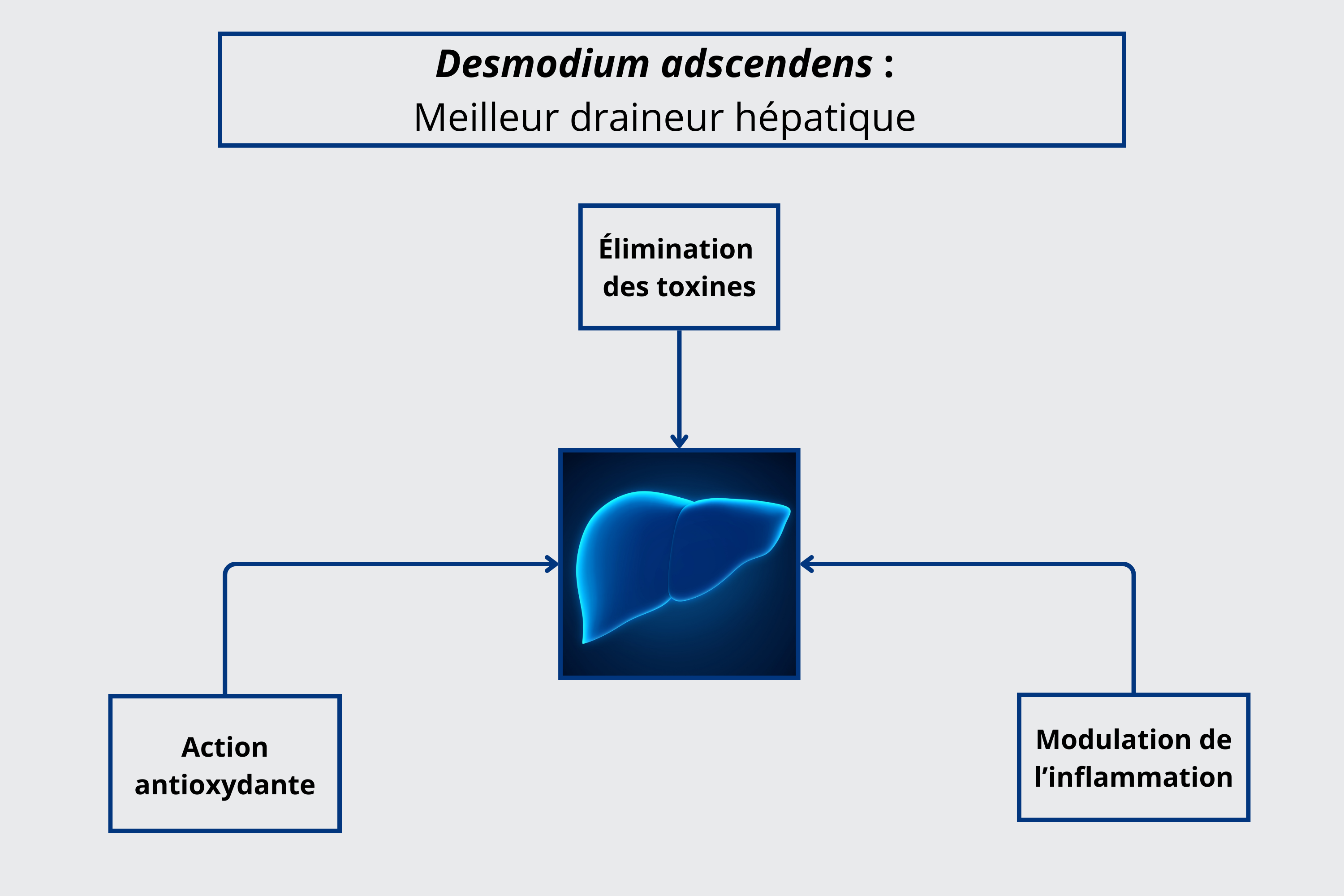 Mécanismes d’action expliquant les bienfaits et les vertus de desmodium adscendens